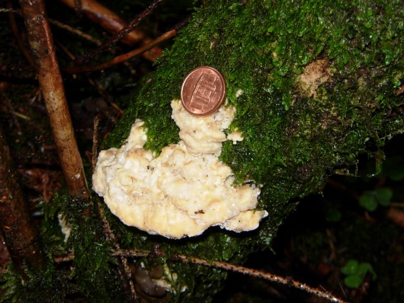 Altri lignicoli dall''Adamello-Brenta?